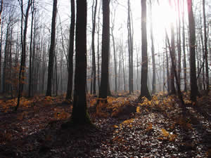 Trees in a forest in the Loire, France