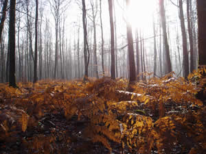 Woodland scene in the Pays de la Loire region of France