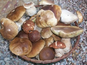 Wild mushrooms collected in France and ready for the pan