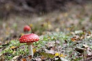 pretty can mean mushroom poisoning