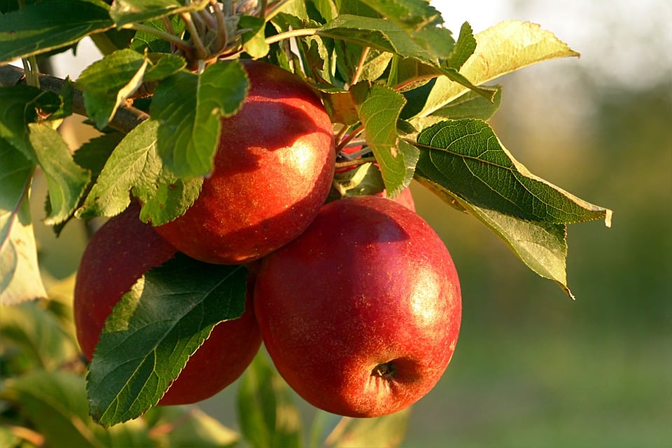 How long should apples be left to ripen for cider?