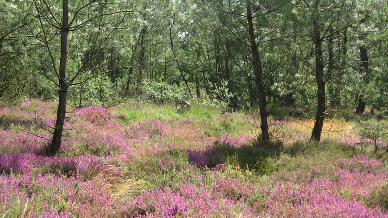 Mushrooming in Monteneuf forest