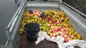 Apples just picked and sitting in the back of a truck
