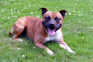 brown and white staffordshire bull terrier sitting in grass