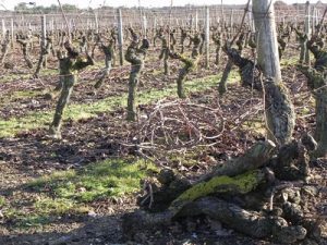 Vineyard in the Pays de la Loire region of France