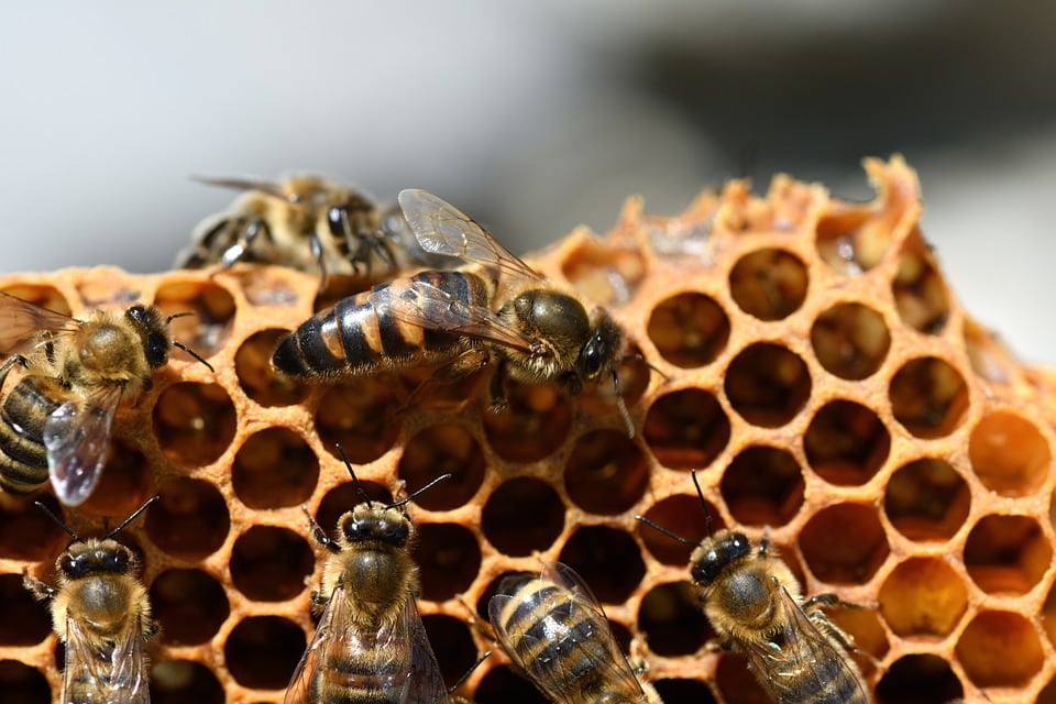 Facts about Bees – New Season, Wild Hive and Foulbrood