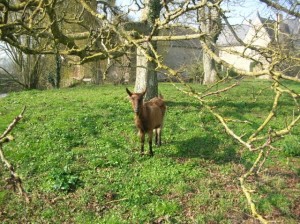 A French goat called Noisette