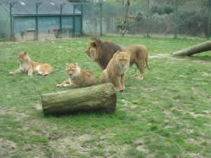 Lions at La Bourbonsais