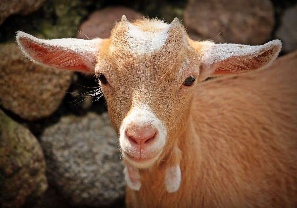 Noisette – a goat in the Loire