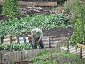 Gardener working in allotment