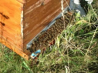 artificial bee swarm hive