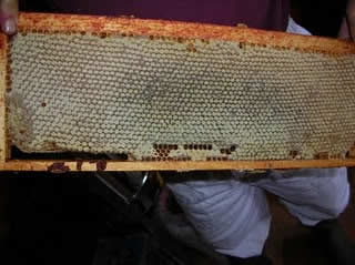 honey hive frame
