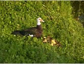 Muscovy duck in France - Brian and the 12 Apostles