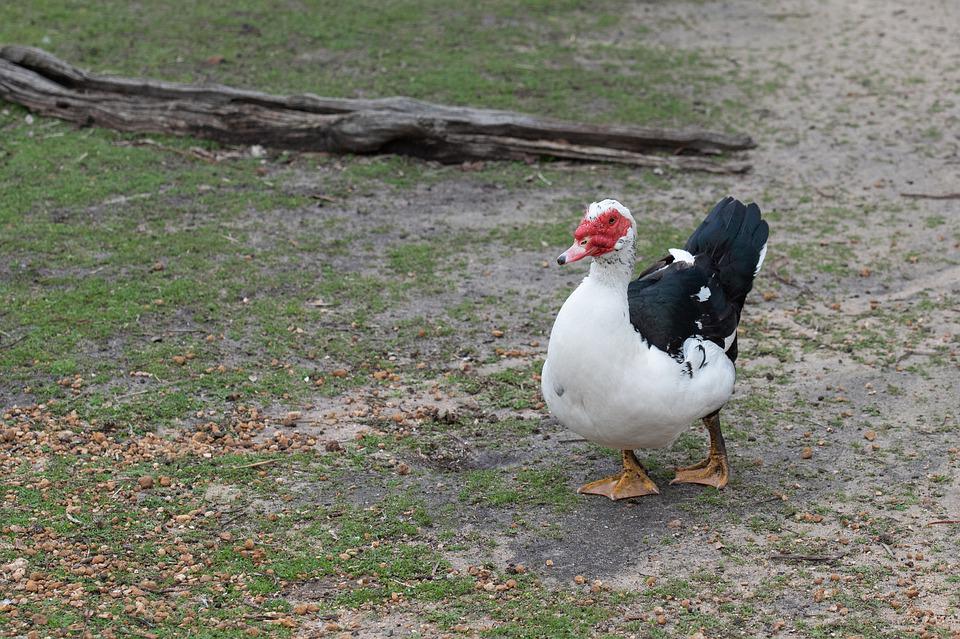 More Muscovy Ducks in France