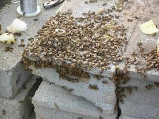 bees gathering around queen above hive