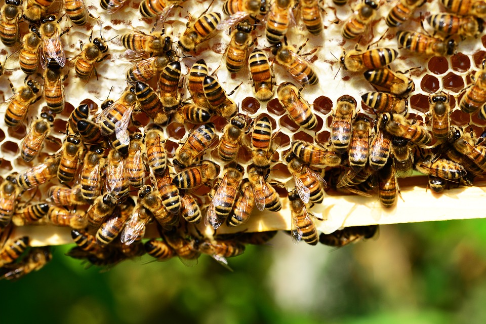 Facts about bees – Wild Bees