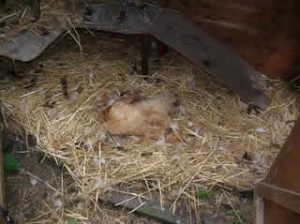 Massacre in the hen coop