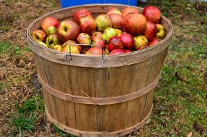 red apples in a wooden barrel
