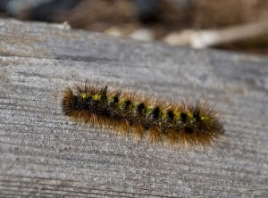 Stinging Caterpillar
