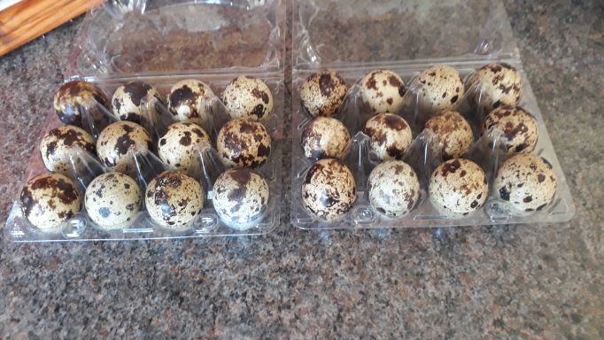 Fresh quails’ eggs