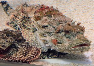 underwater-scorpion fish
