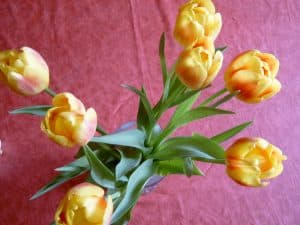 Keeping tulips longer in a vase