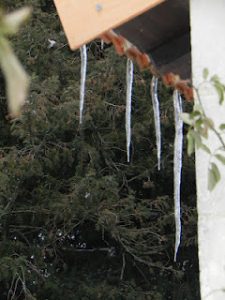 Icicles hanging in vineyard