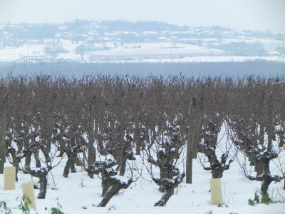 Snow over vines in France