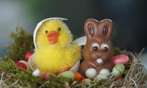 Chocolate rabbit and chick coming out of egg shell