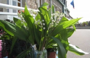 Lily of the Valley for labour day in France