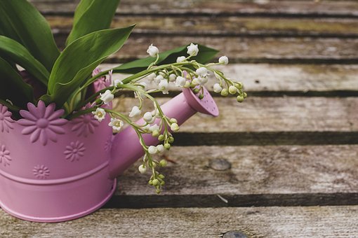 Muguet (Lily of the Valley) in France on 1st May