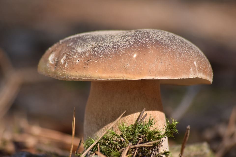 Mushroom picking in France