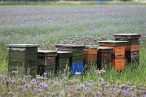 Facts about bees - Wild Bees 1