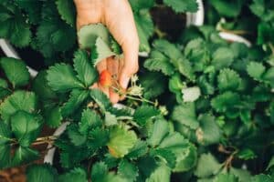 Person picking a strawberry from a plant